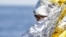 FILE -  A migrant waits to disembark from a rescue vessel in the Italian harbor of Vibo Marina, Italy, Oct. 22, 2016. As of Dec. 1, Italy has taken in more than 173,000 boat migrants during 2016. 