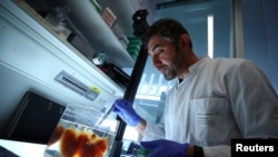 Dr. Ali Ertuerk, Group Leader at the Institute for Stroke and Dementia Research (ISD) at the Ludwig Maximillian's University, looks at a transparent human brain at his laboratory in Munich, Germany April 23, 2019. (REUTERS/Michael Dalder)