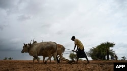 A farmer ploughs a field in Magway