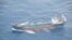 This May 19, 2018 photo released by Japan's Ministry of Defense shows North Korean-flagged tanker Ji Song 6 in the East China Sea. 