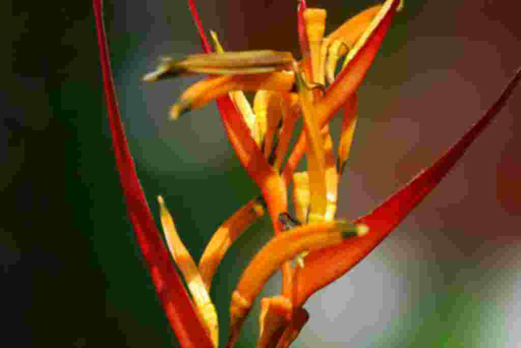 گلهای کاستاریکا / عکاس: بهروز نیکذات