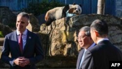 中國總理李強於參訪澳大利亞的首站阿德萊德動物園宣佈，北京將提供兩隻新的大熊貓，延續熊貓外交。（法新社）