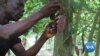 Ghana Adds Charge to Keep Farmers Sweet on Cocoa