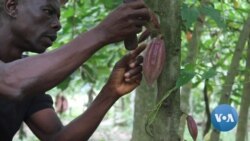 Ghana Adds Charge to Keep Farmers Sweet on Cocoa