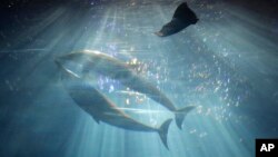 Delfines nadan en un acuario de Okinawa, Japón.