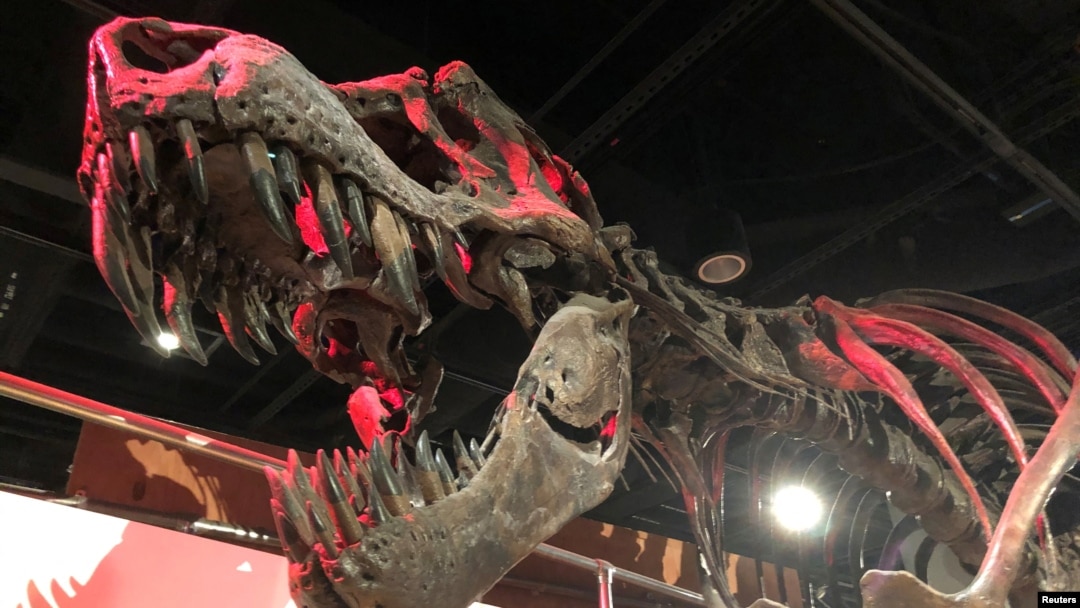 Skelet Tiranosaurusa reksa u Prirodnjačkom muzeju Washingtonu. (REUTERS/Will Dunham)