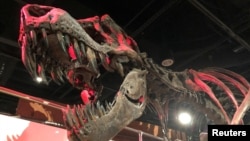 Skelet Tiranosaurusa reksa u Prirodnjačkom muzeju Washingtonu. (REUTERS/Will Dunham)