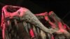 Skelet Tiranosaurusa reksa u Prirodnjačkom muzeju Washingtonu. (REUTERS/Will Dunham)