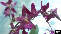 Izložba orhideja u Vašingtonu