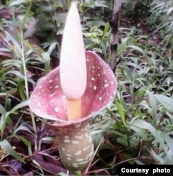 Tunas Amorphophallus yang mulai tumbuh (foto: courtesy).