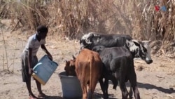 Zimbabweans Find Unique Way of Saving Livestock from Devastating El Nino-Induced Drought