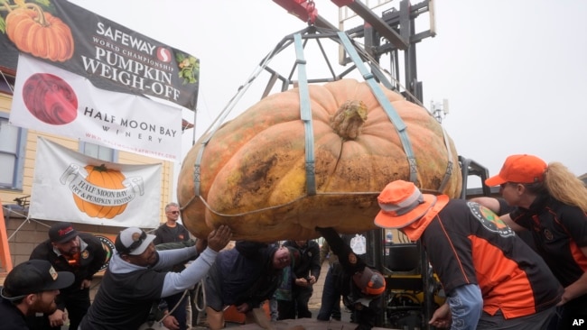 La calabaza propiedad de Travis Gienger, de Anoka, Minnesota, es inspeccionada antes de pesarla en 2471 libras para ganar el Campeonato Mundial de Pesaje de Calabazas de Safeway en Half Moon Bay, California, el lunes 14 de octubre de 2024. (Foto AP/Jeff Chiu).