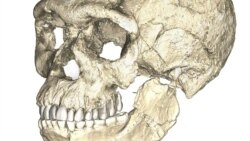 Quiz - Old Fossils Give Humans New History