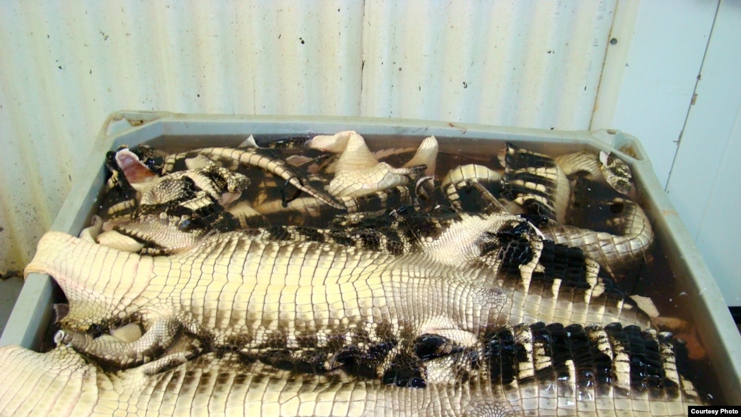 Undercover Investigators Expose Atrocities on Alligator Farms that Supply  Retailer Hermès - Their Turn