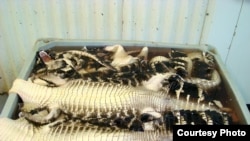 Alligator skins are prepared for market, to be used in handbags, watch bands and shoes (Courtesy Mark Glass) 