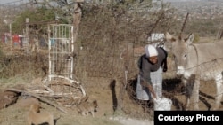 Mpho Mashele’s eight donkeys are her most precious possessions - and her family’s lifeline. The family uses them to transport goods in this small, rural village north of South Africa’s capital, Pretoria. (Courtesy - Zaheer Cassim)