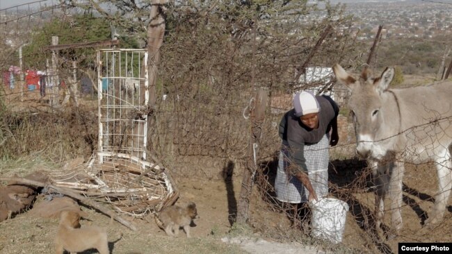 Mpho Mashele’s eight donkeys are her most precious possessions - and her family’s lifeline. The family uses them to transport goods in this small, rural village north of South Africa’s capital, Pretoria. (Courtesy - Zaheer Cassim)