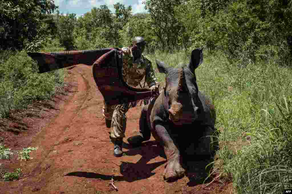 A ranger of Kenya Wildlife Services tries to cover the eyes of 2-and-a-half-year-old female Southern white rhino, Elia, to calm down after being shot a tranquilizer from a helicopter during Kenya Wildlife Services (KWS) rhino ear notching exercise for identification at Meru National Park, 350 km from Nairobi.