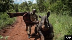 Un garde du KWS tente de couvrir les yeux d'Elia, un rhinocéros blanc du Sud âgé de 2,5 ans, pour se calmer au parc national de Meru, à 350 km de Nairobi, au Kenya, le 5 avril 2018.