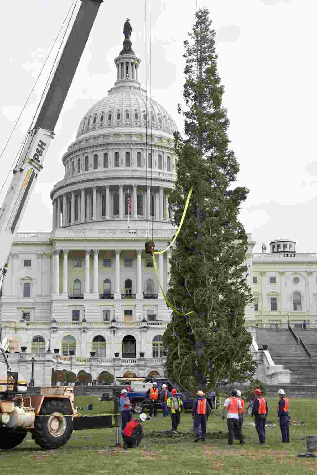 درخت کریسمس کنگره پس از سفر ۲۰ روزه به واشنگتن دی سی رسید