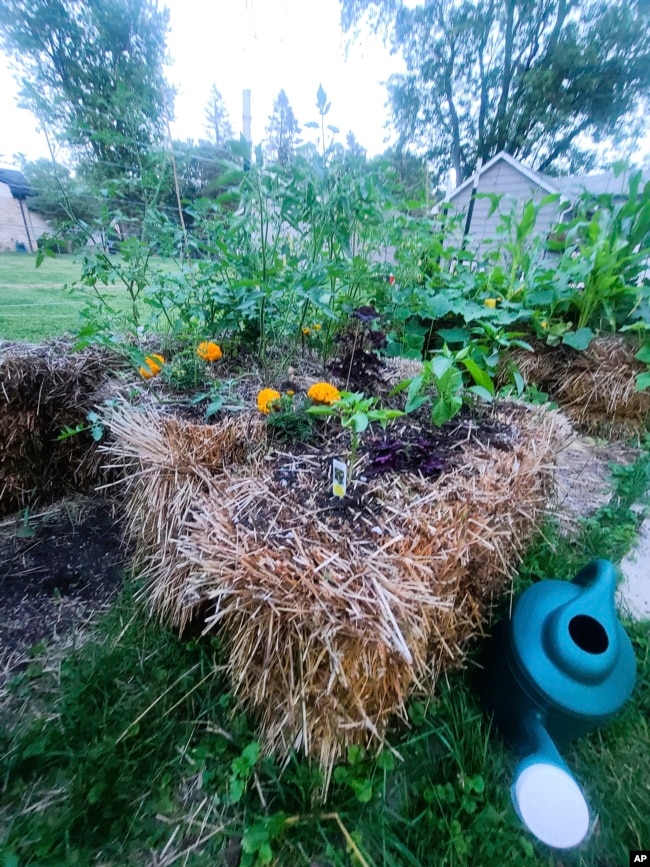 This July 2023 image provided by Adrienne Reeves shows tomatoes, marigolds and peppers growing in straw bales in a garden in Livonia, Mich. (Adrienne Reeves via AP)