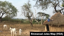 Des jeunes bovins broutent encore l’herbe autour du campement des éleveurs à Botombo, le 12 janvier 2021.