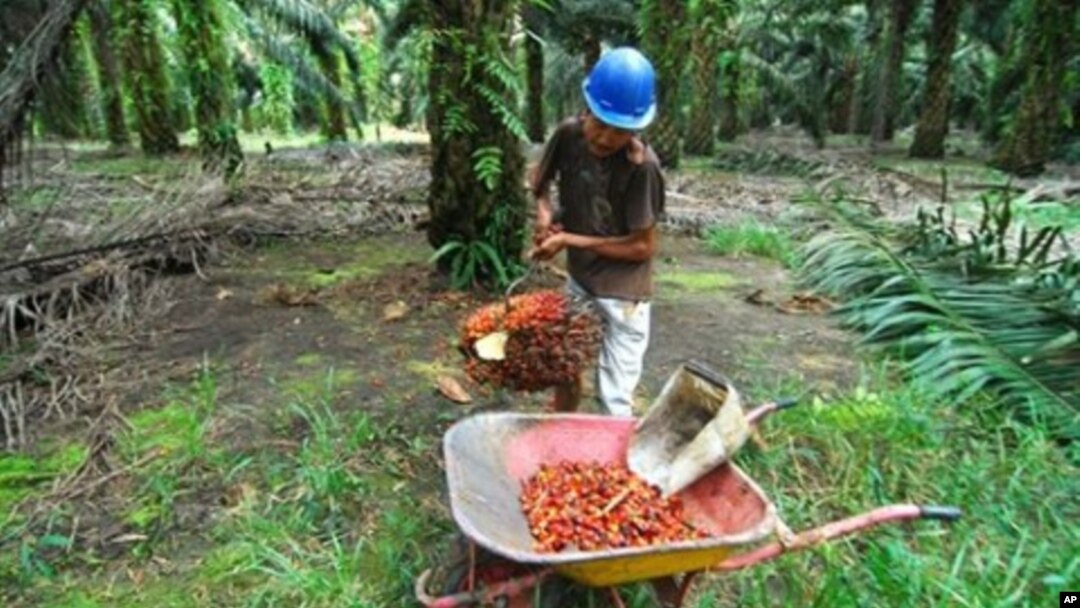 Pekerja mengumpulkan kelapa sawit di perkebunan di Pangkalan Bun di Kalimangan Tengah, Indonesia. (Foto: Dok)