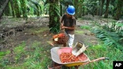 Pekerja mengumpulkan kelapa sawit di perkebunan di Pangkalan Bun di Kalimangan Tengah, Indonesia. (Foto: Dok)