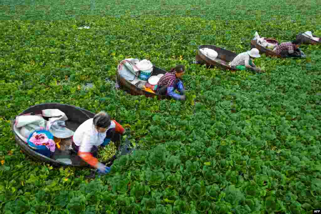 Farmers pick water chestnuts in a pond in Taizhou, in China&#39;s eastern Jiangsu province.
