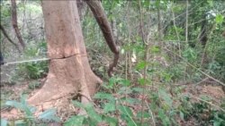 Tree being cut