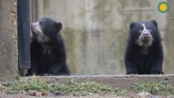 Cachorros de osos andinos