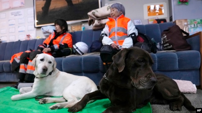Rescatistas buscan con perros a más sobrevivientes de la seguidilla de potentes sismos en Japón. En la foto, un par de rescatistas aguardan por indicaciones en la estación de policía en Suzu, Ishikawa, el 3 de enero de 2024.