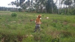 Warga memanfaatkan Lahan areal persawahan yang tidak diolah di desa Soulowe, Dolo Selatan, Kabupaten Sigi Sulawesi Tengah untuk menggembalakan ternak kambing, 22 Desember 2019. (Foto: VOA/Yoanes Litha)