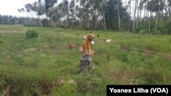 Warga memanfaatkan Lahan areal persawahan yang tidak diolah di desa Soulowe, Dolo Selatan, Kabupaten Sigi Sulawesi Tengah untuk menggembalakan ternak kambing, 22 Desember 2019. (Foto: VOA/Yoanes Litha)