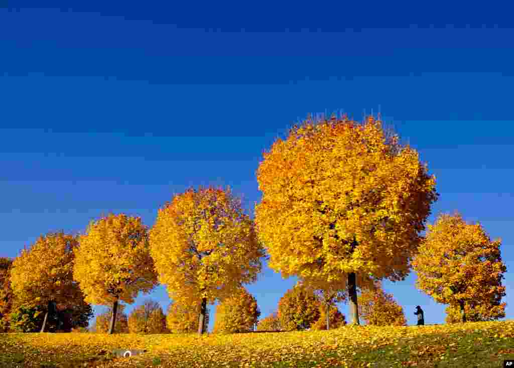 Yellow colored trees stand on a meadow under a blue sky in a park in Frankfurt, Germany.