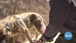 Afghanistan Animal Rescue Triggers Dispute Between Charity and British Government 