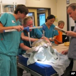 Duval, a female loggerhead turtle, is measured by staff at the Georgia Sea Turtle Center.