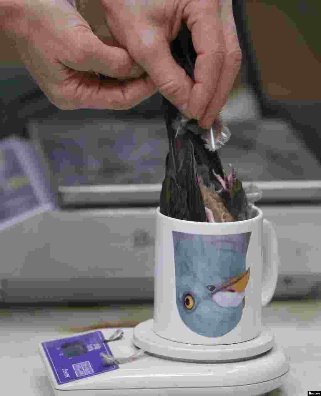 An Emerald Dove is placed in a mug to be weighed during the annual bird health check at Chester Zoo in Chester northern England.