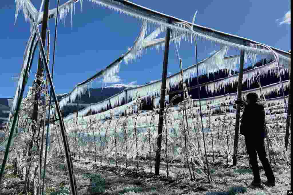 A man takes pictures of artificially frozen apple trees covered with melting ice near Bressanone, in northern Italian province of South Tyrol, Italy.