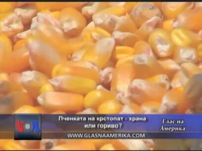 Пченката на крстопат - храна или гориво?
