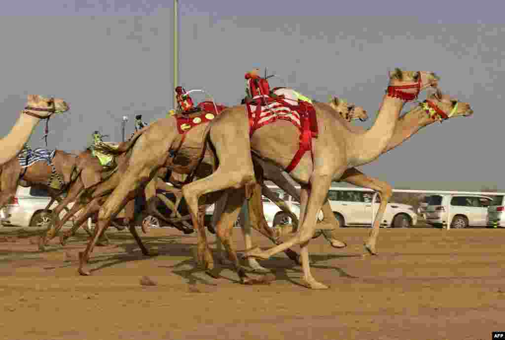 Poyga. Saudiya Arabistoni.