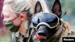 Five-year-old sniffing dog Vine wears protection goggles against the sun and dust at the sniffing dogs school of the German Army (Bundeswehr) in Daun, Germany. The school is helping develop a training program to sniff out COVID-19.