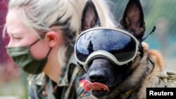 Pictured here, Vine wears protection goggles at the dog detection school of the German Army (Bundeswehr) in Daun, Germany, July 2020. A recent study carried out in France and Lebanon found that dogs can detect the presence of COVID-19. (REUTERS/Wolfgang Rattay)