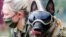 Pictured here, Vine wears protection goggles at the dog detection school of the German Army (Bundeswehr) in Daun, Germany, July 2020. A recent study carried out in France and Lebanon found that dogs can detect the presence of COVID-19. (REUTERS/Wolfgang Rattay)