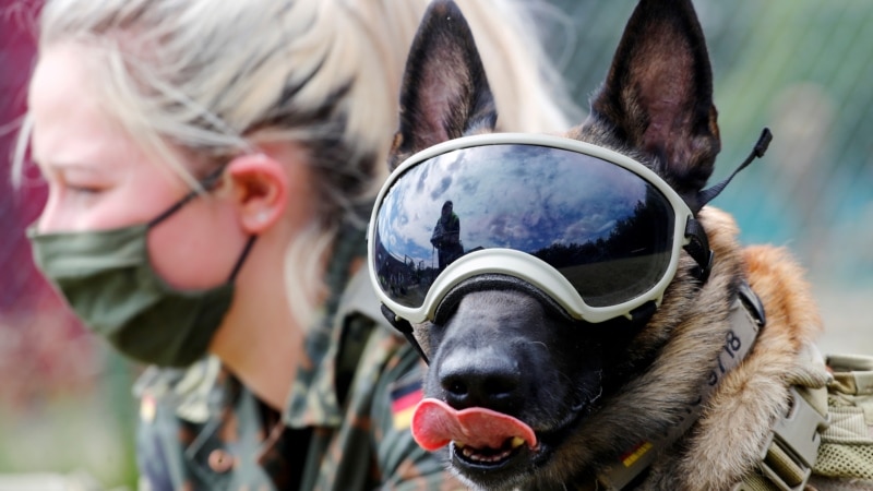 Dogs Can Identify COVID-19