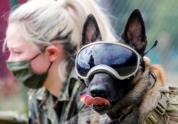 Five-year-old sniffing dog Vine wears protection goggles against the sun and dust at the sniffing dogs school of the German Army (Bundeswehr) in Daun, Germany. The school is helping develop a training program to sniff out COVID-19.