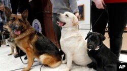 Woolfie, un german shepard (izquierda); Lincoln, los labradores retriever (centro) y Rummy posan para fotos en el Museo del Perro, en Nueva York, el miércoles 20 de marzo de 2019. Los labradores retrievers son los perros preferidos por los estadounidenses por vigesimo octavo año.