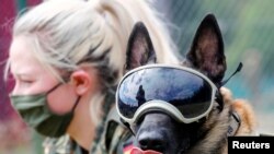 軍犬通過訓練 可否幫助識別新冠病毒感染者？