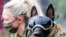 軍犬通過訓練 可否幫助識別新冠病毒感染者？