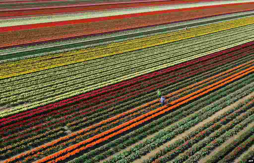 An aerial view of a tulip field near Grevenbroich, western Germany, April 23, 2021.